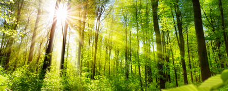 Anionic Effect of Precious Serpentine